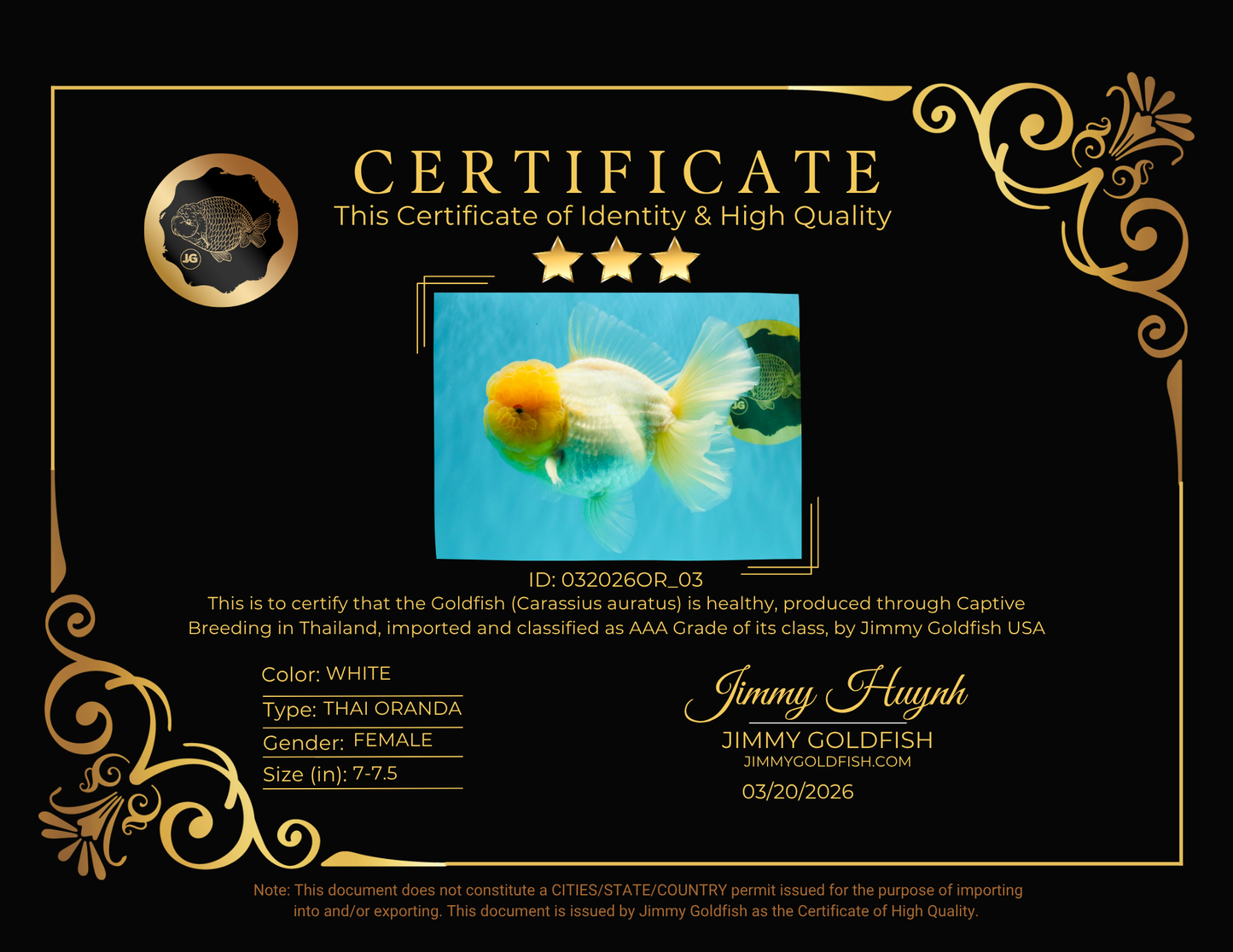 AAA Grade White Oranda Female 7-7.5 inches #032026OR_03