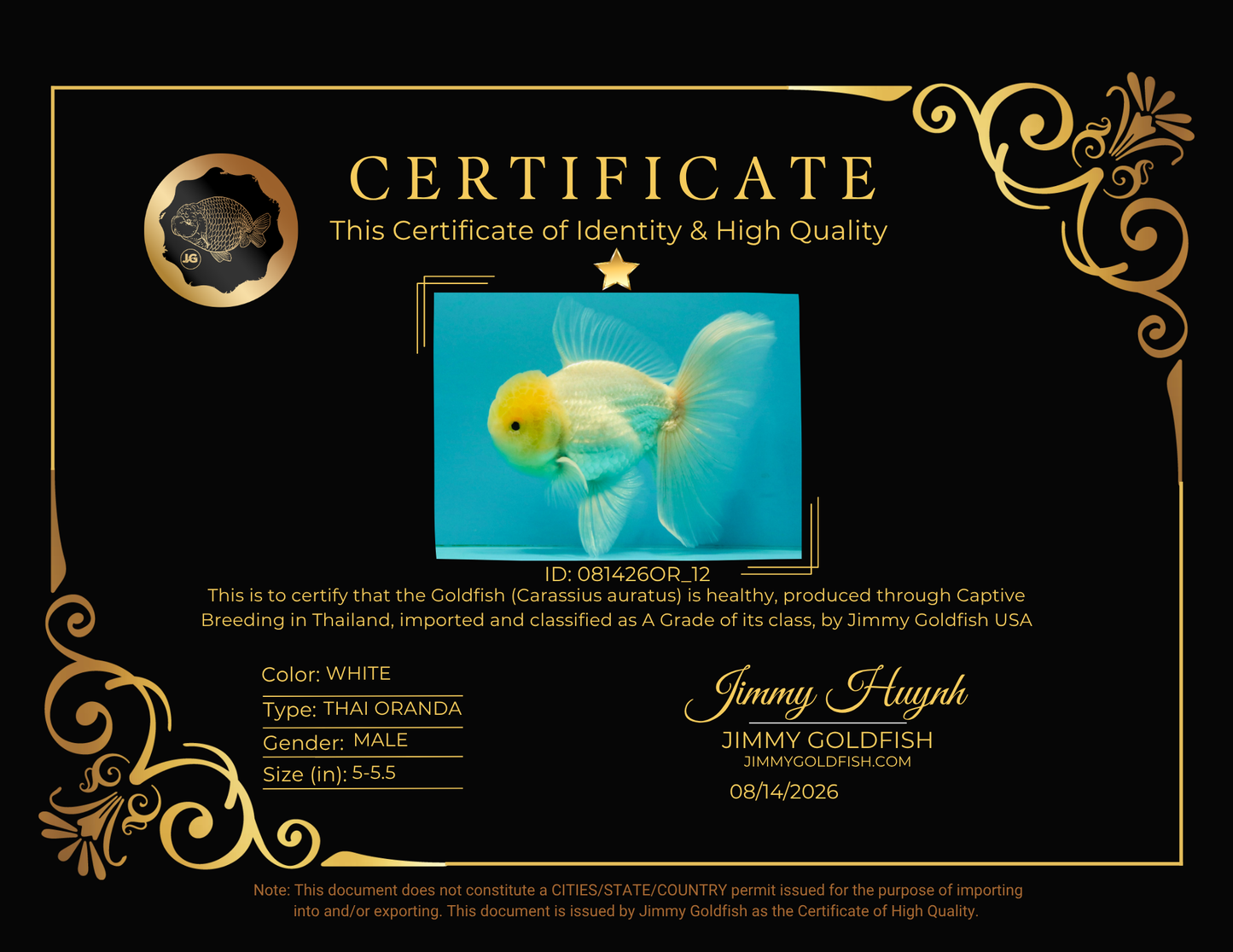 A Grade White Oranda Male 5-5.5 inches #081426OR_12