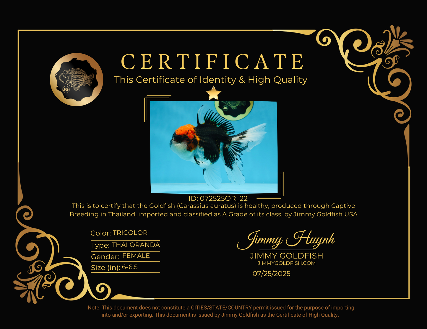 A Grade SUPER WEN Tricolor Oranda Female 6-6.5 inches #072525OR_22