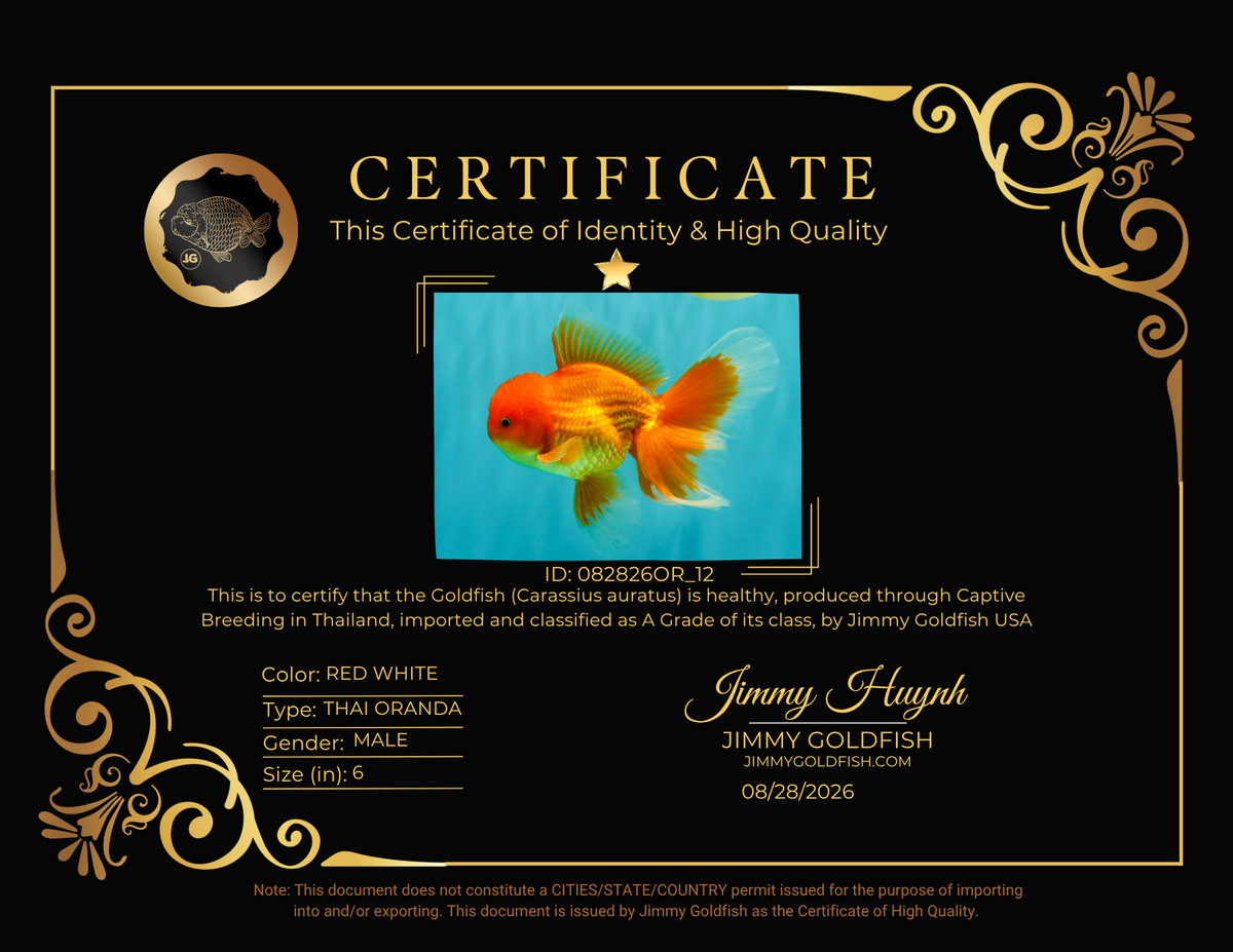 A Grade Red White Oranda Male 6 inches #082826OR_12