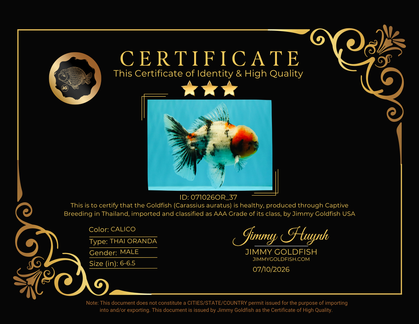 AAA Grade Marble Oranda Male 6-6.5 inches #071026OR_37