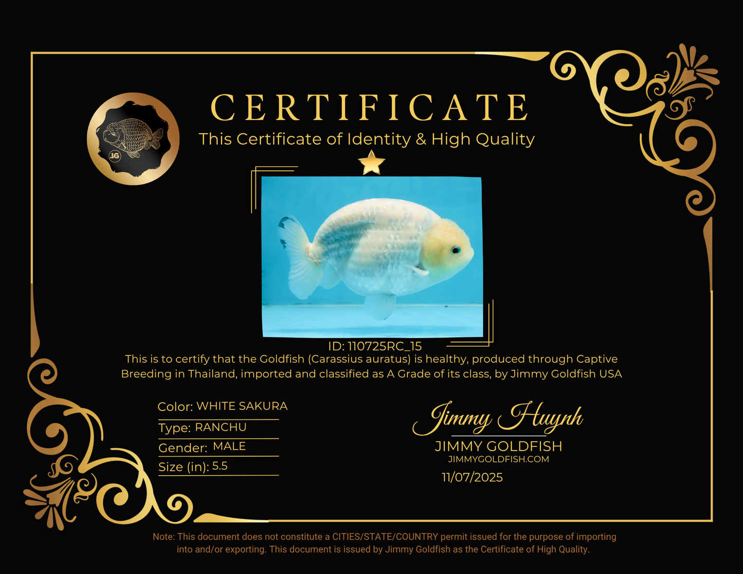 A Grade Snow White Sakura Ranchu Male 5.5 inches #110725RC_15