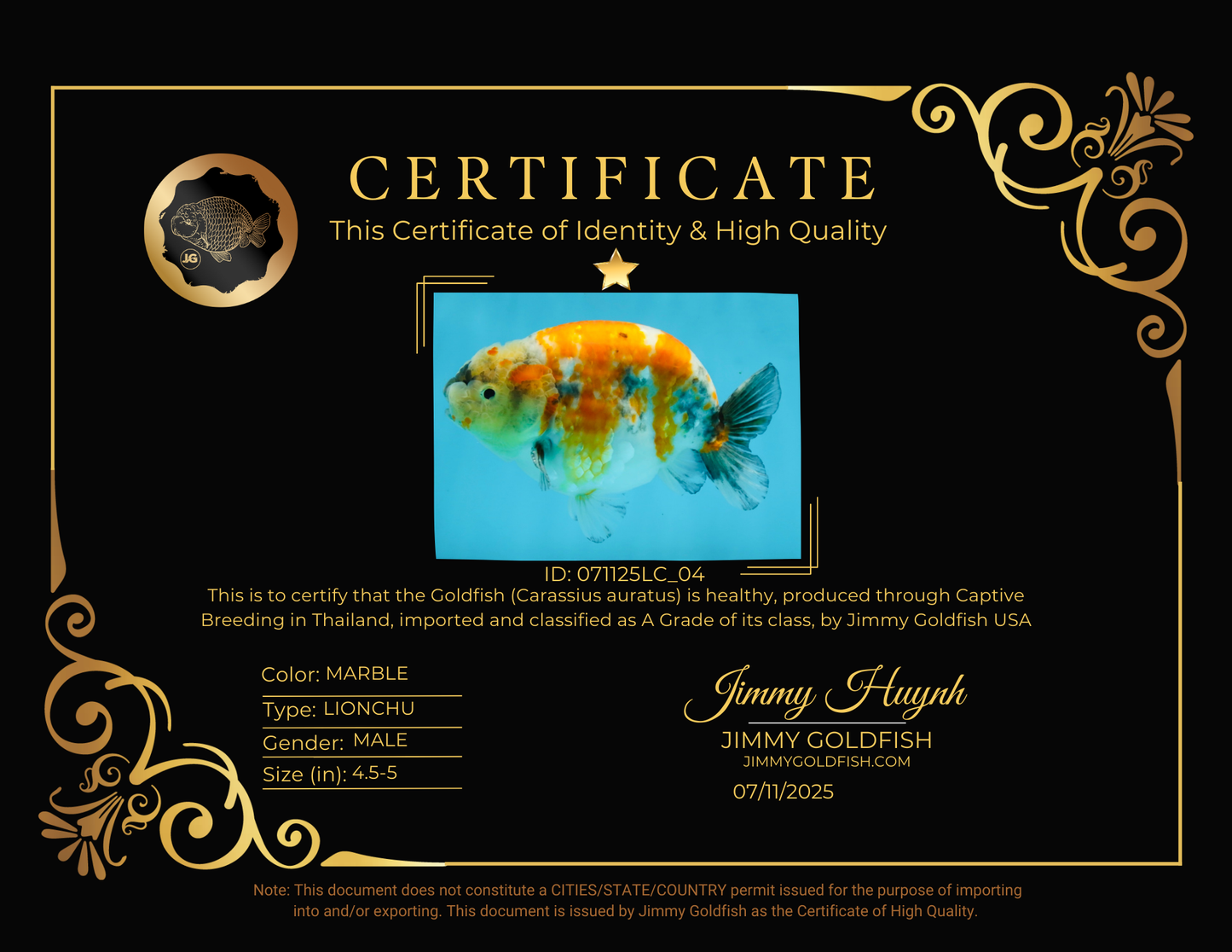 A Grade Chubby Tricolor Marble LionKing 4.5-5 inches #071125LC_04