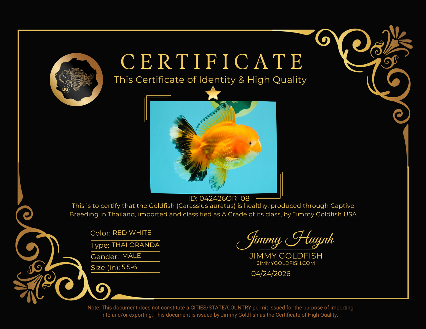 CHUNKY A Grade Red White Oranda Male 5.5-6 inches #042426OR_08