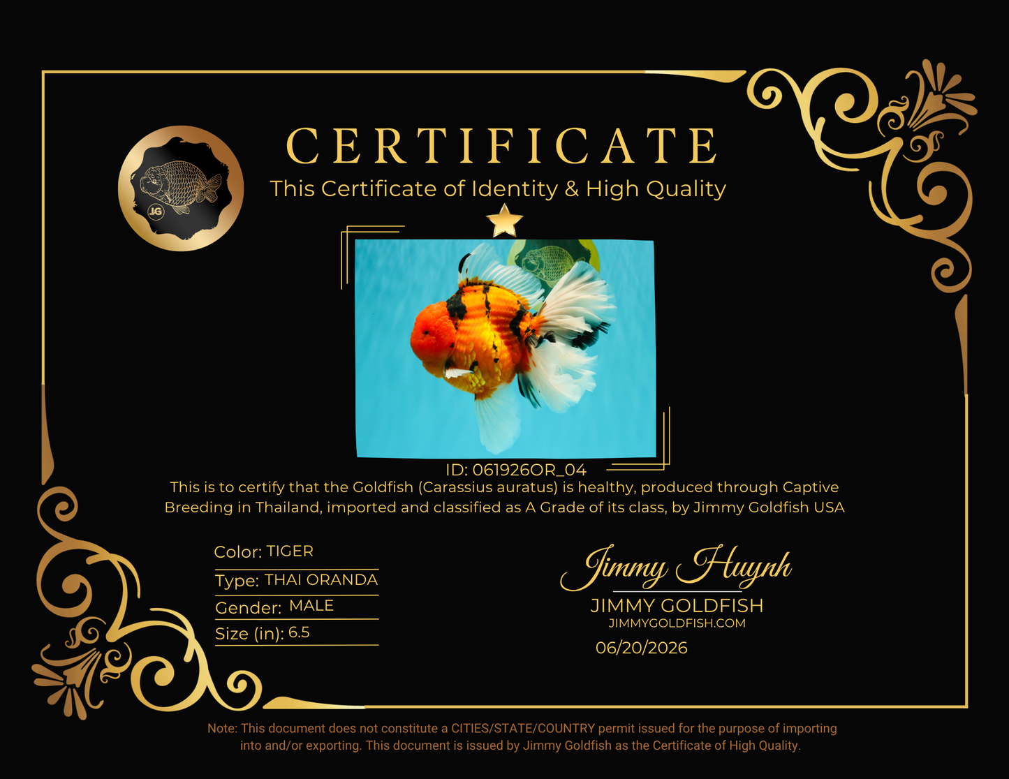 A Grade Super Big Body Tiger Oranda Male 6.5 inches #061926OR_04