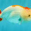 ADORABLE Red White LionChu Female 4.5 inches #050826LC_15