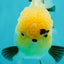 A Grade Grumpy Lemonhead Panda Oranda Female 5 inches #111524OR_13