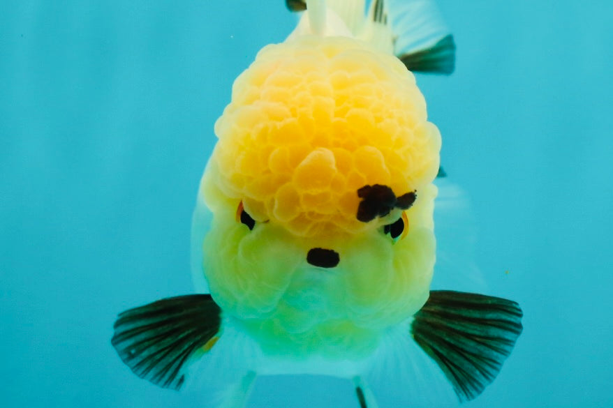 A Grade Grumpy Lemonhead Panda Oranda Female 5 inches #111524OR_13