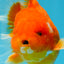 CHUBBY A Grade Red White Oranda Male 5-5.5 inches #040326OR_19