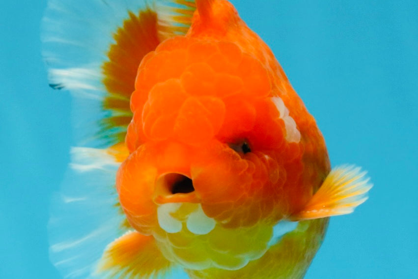 CHUBBY A Grade Red White Oranda Male 5-5.5 inches #040326OR_19