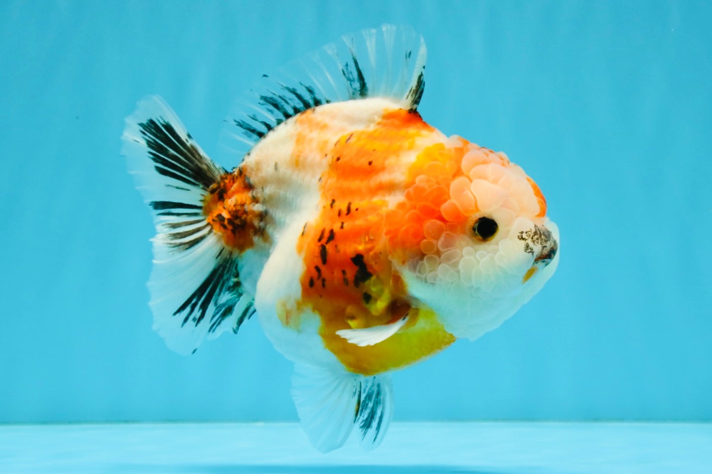 A Grade Sakura Yuanbao Female 5.5 inches #041026YB_24