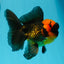 BIG HEAD AAA Grade Red Head Oranda Male 4.5-5 inches #1004OR_36