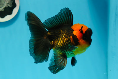 BIG HEAD AAA Grade Red Head Oranda Male 4.5-5 inches #1004OR_36