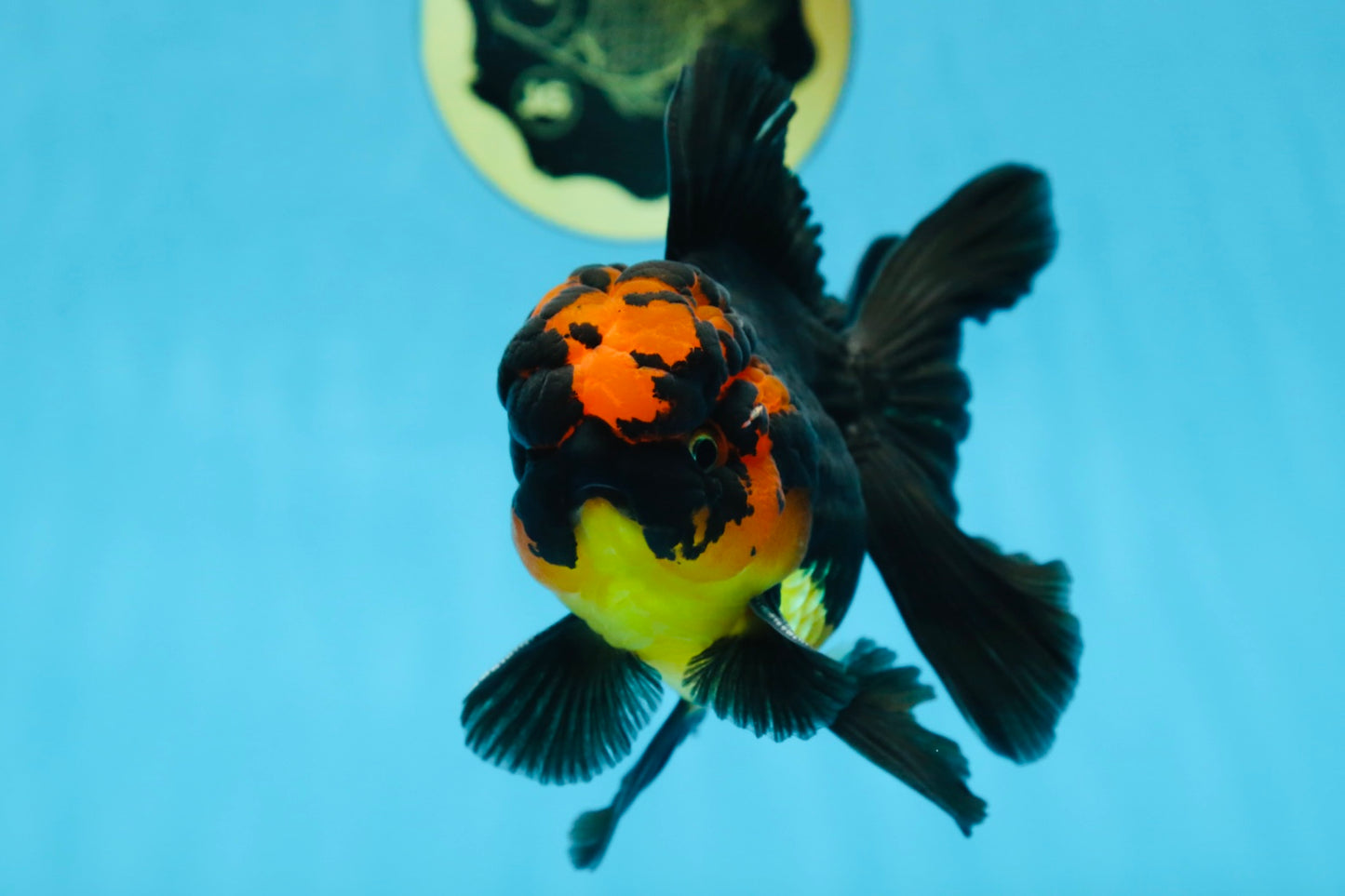 A Grade Apache Lava Head Oranda Male 5-5.5 inches #081525OR_25