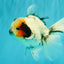 A Grade Two Face Marble Oranda Male 6-6.5 inches #072426OR_11