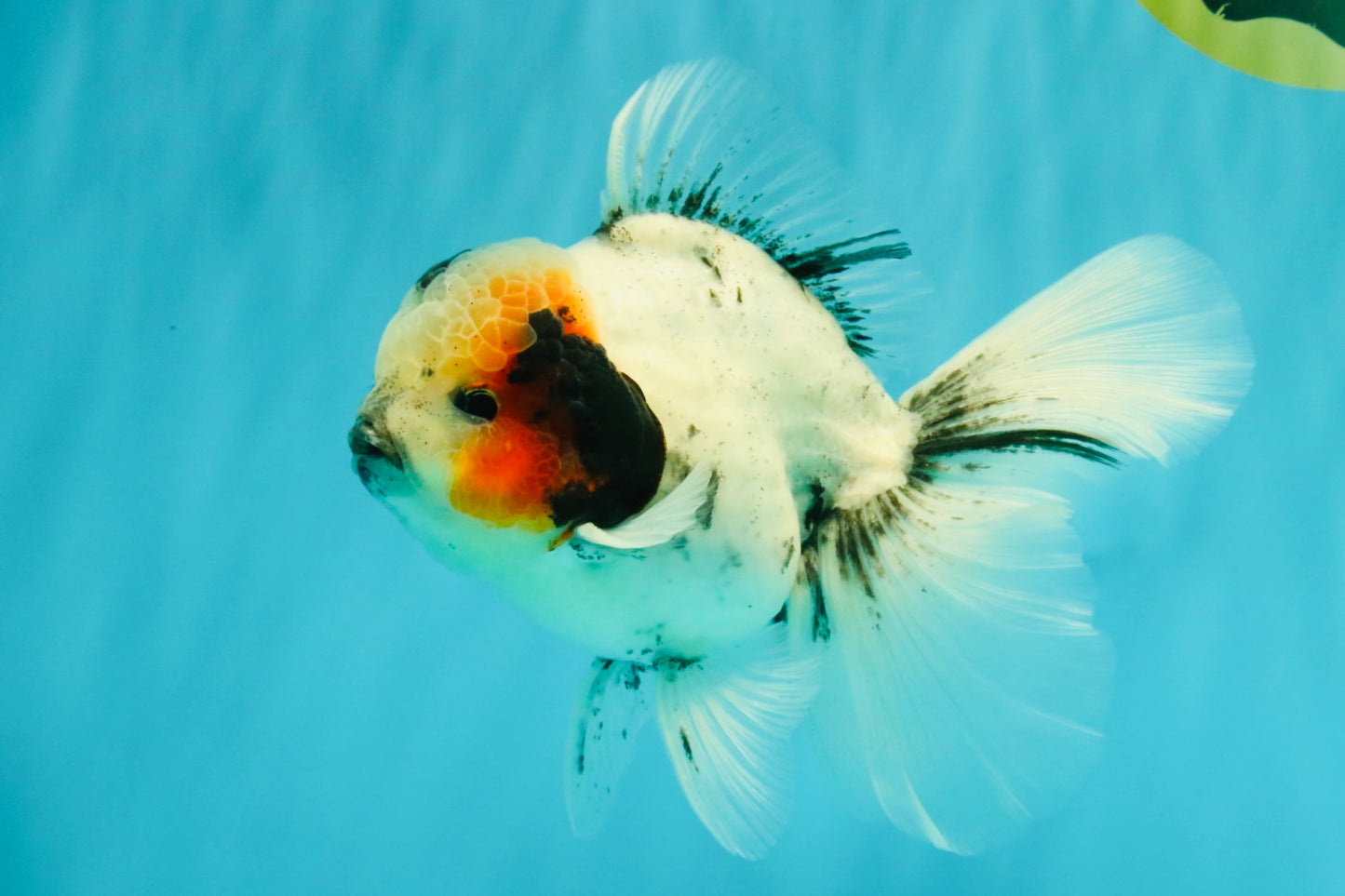 A Grade Two Face Marble Oranda Male 6-6.5 inches #072426OR_11