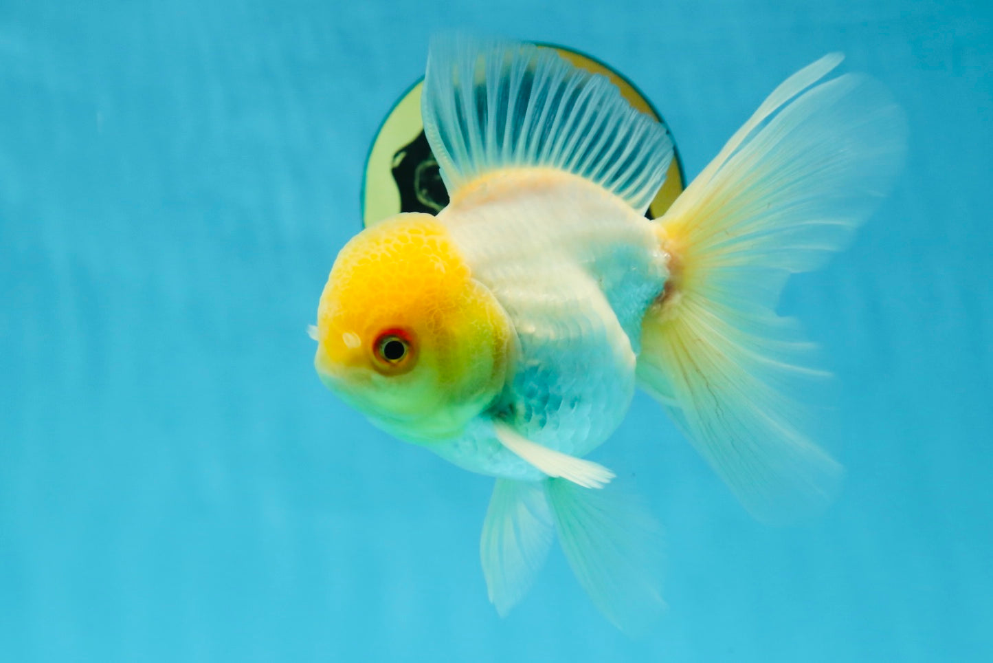 AAA Grade White Oranda Male 5 inches #042525OR_11