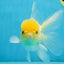 A Grade Lemonhead Oranda Male 5-5.5 inches #091925OR_03