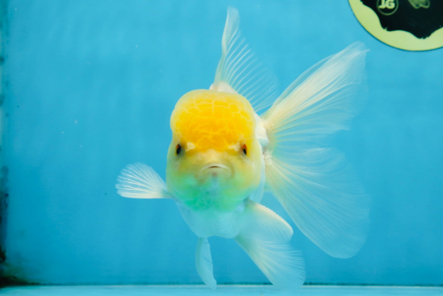 A Grade Lemonhead Oranda Male 5-5.5 inches #091925OR_03
