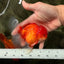 CHONKY AAA Grade Red White Oranda Male 4.5-5 inches #062626OR_37
