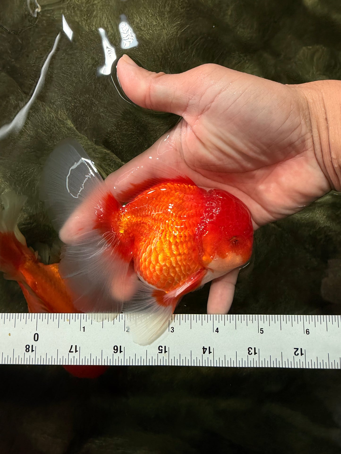 CHONKY AAA Grade Red White Oranda Male 4.5-5 inches #062626OR_37