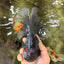 TOOTHLESS A Grade Kirin Oranda Male 6.5 inches #090426OR_01