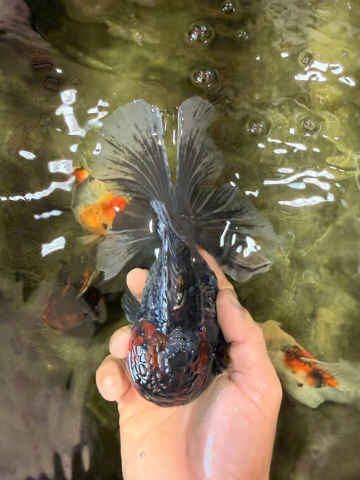 TOOTHLESS A Grade Kirin Oranda Male 6.5 inches #090426OR_01