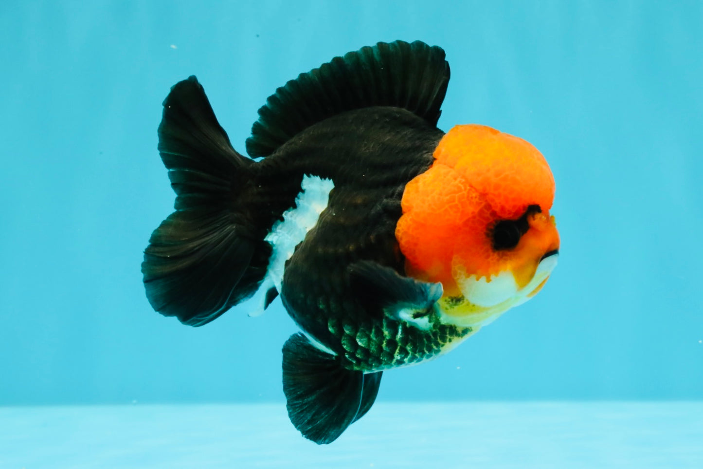 A Grade Red Head Button Eyes Tricolor Yuanbao Male 4-4.5 inches #031326YB_16