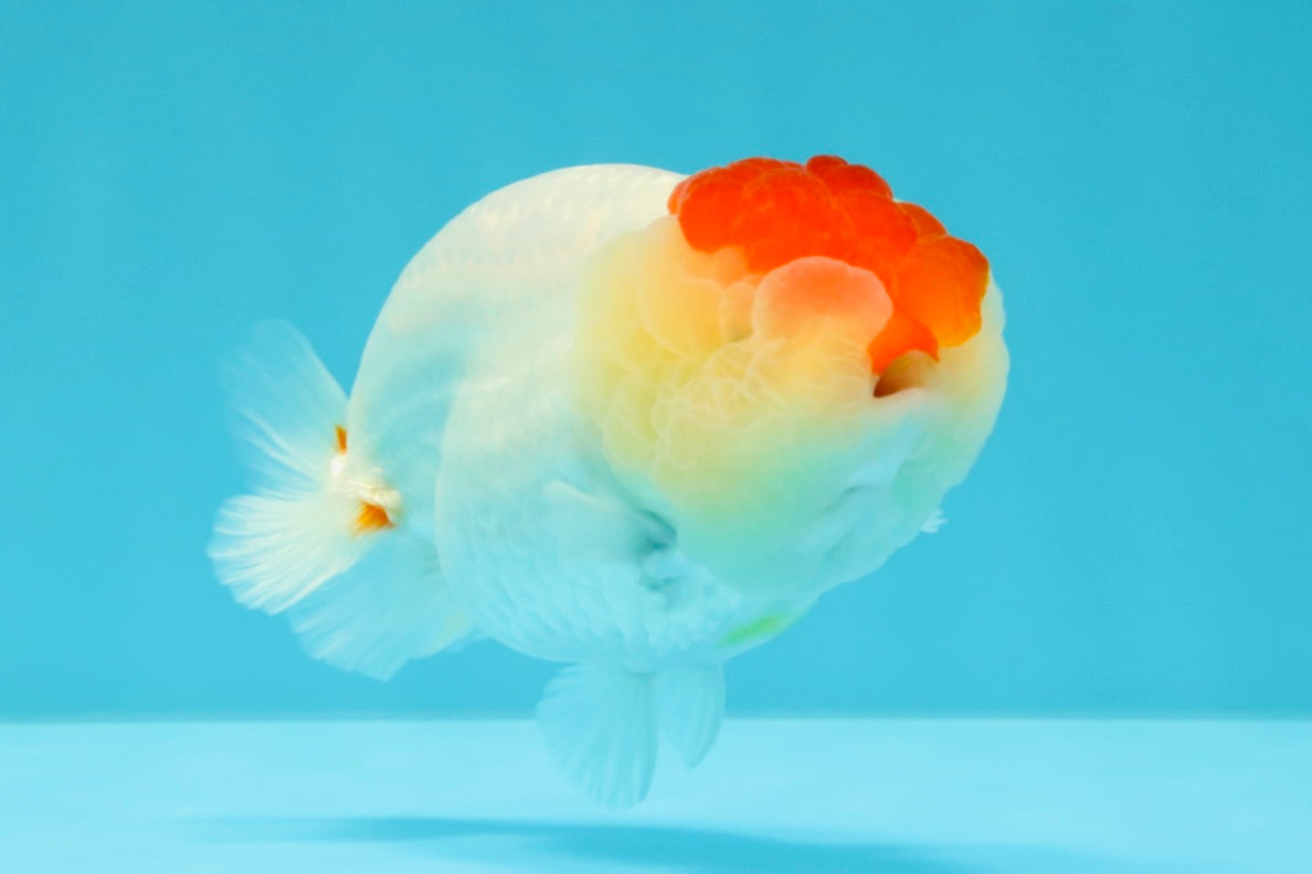 A Grade Tancho Red White LionQueen 4-4.5 inches #031326LC_08