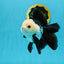 A Grade Panda Button Eyes Oranda Male 5-5.5 inches #120624OR_05