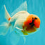 A Grade Sakura Oranda Male 6-6.5 inches #071026OR_32