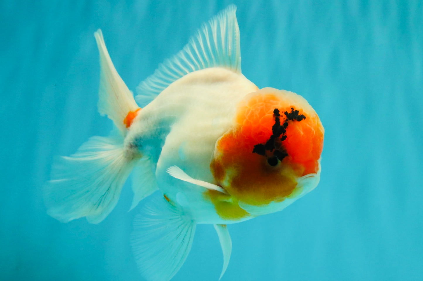 A Grade Sakura Oranda Male 6-6.5 inches #071026OR_32