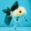 A Grade Panda Oranda Female 4.5  inches #121324OR_18