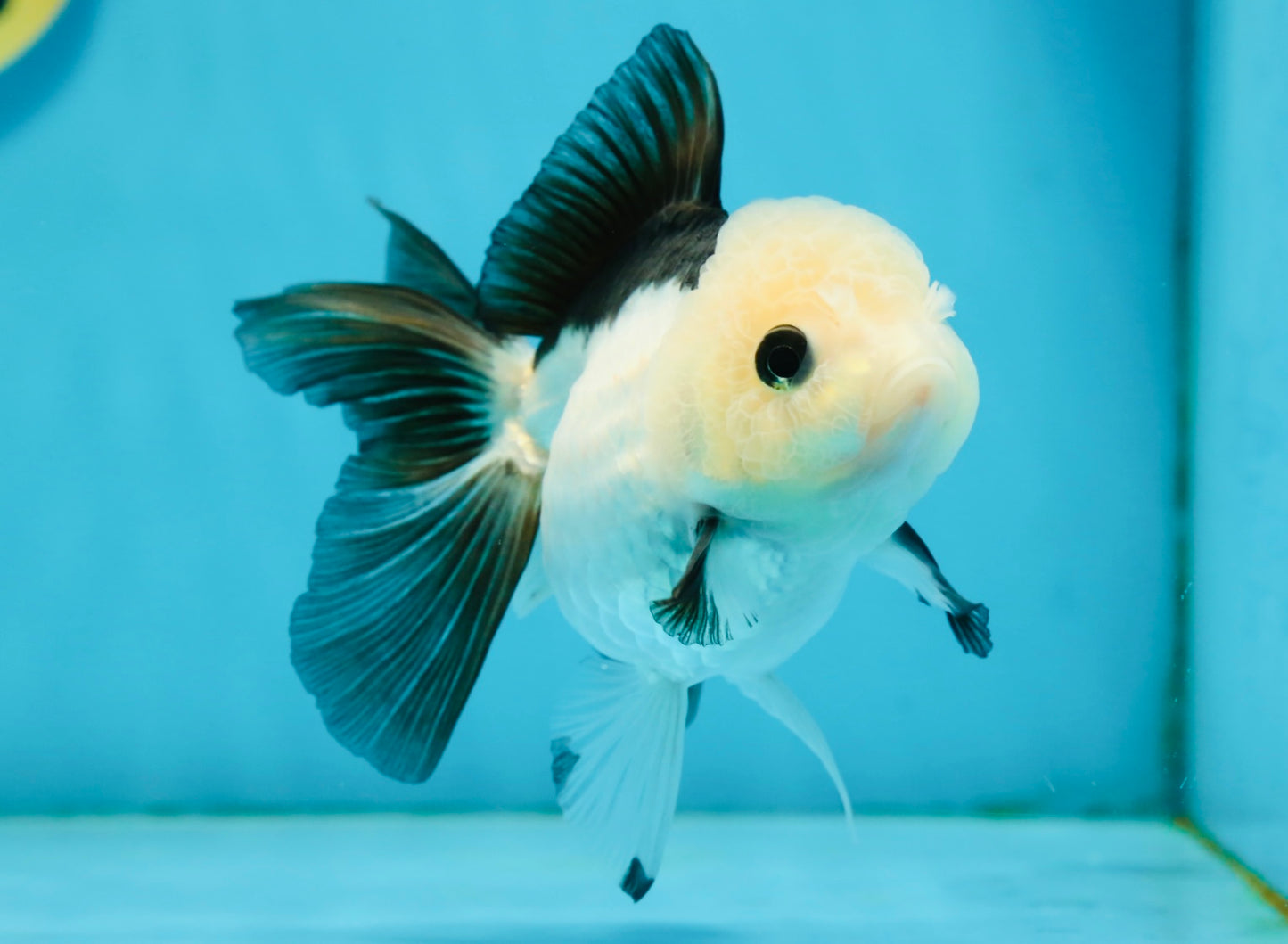 A Grade Panda Oranda Female 4.5  inches #121324OR_18