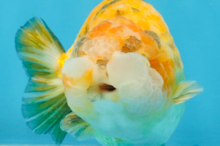 ADORABLE Sakura LionChu Female 5-5.5 inches #121925LC_07