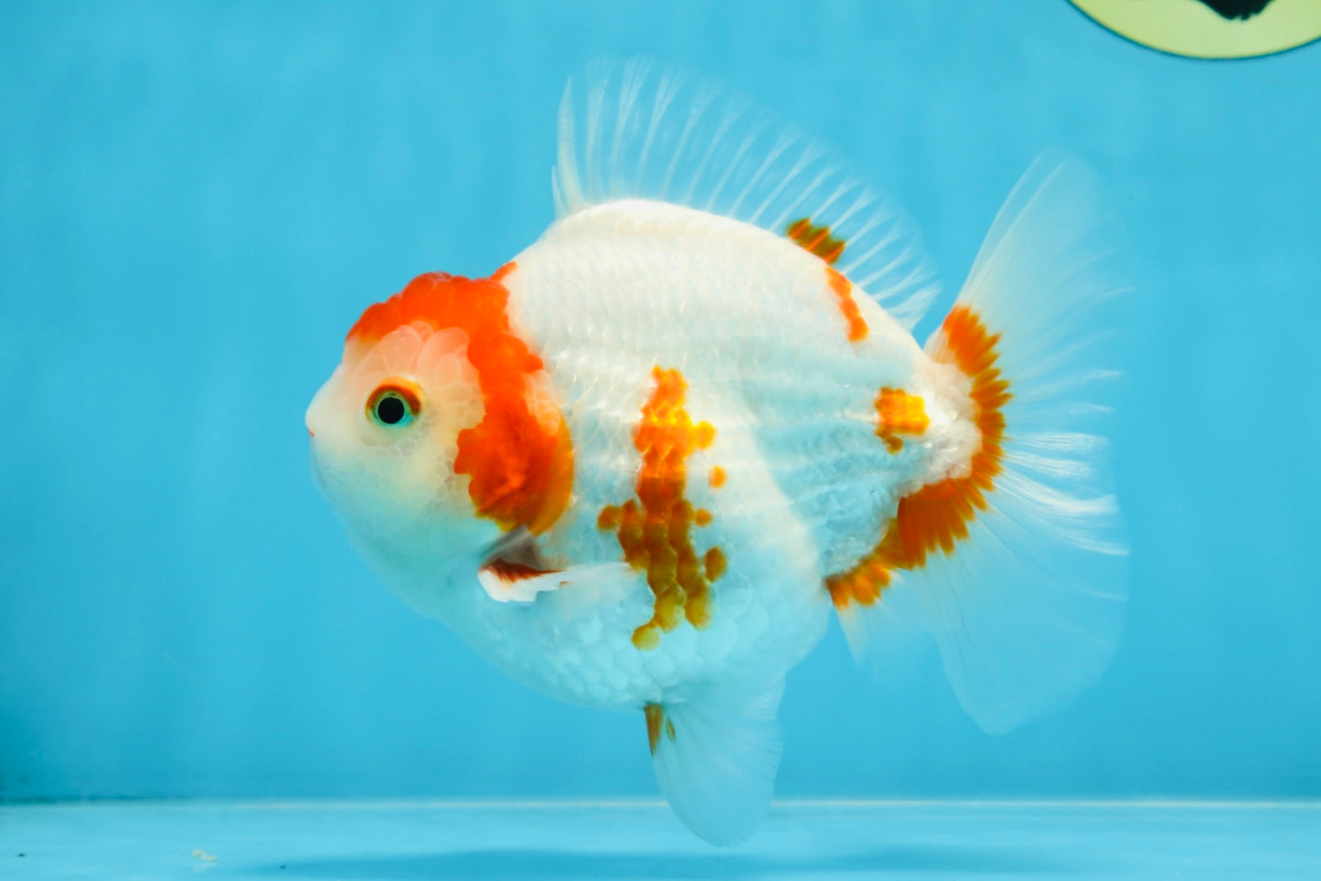 AAA Grade Red White Yuanbao Male 5 inches #100325YB_02