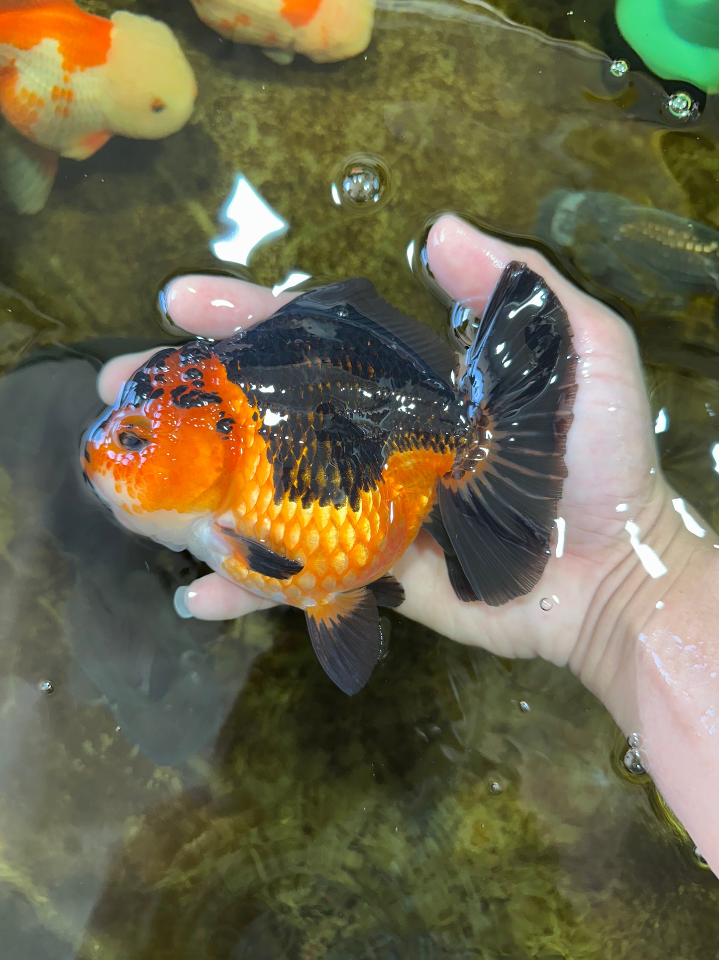 A Grade SPECIAL Apache Yuanbao Female 5.5 inches #100325YB_04