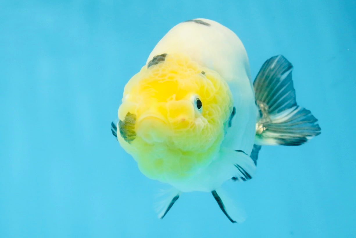 A Grade Cow Chinese Ranchu Female 4.5-5 inches #112125RC_18