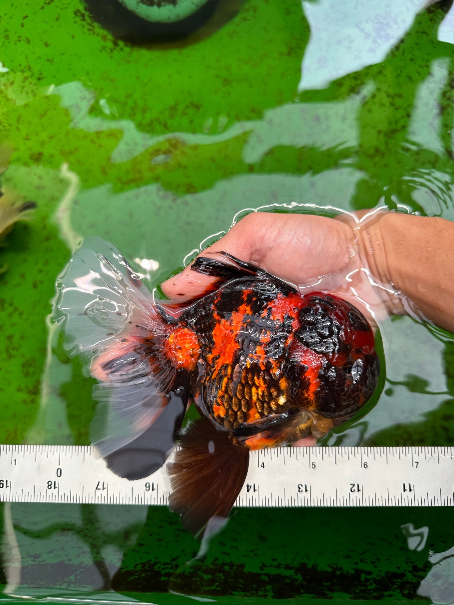 AAA Grade Special Tiger Oranda Male 6-6.5 inches #0913OR_20