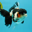 A Grade Tricolor Oranda Female 5.5 inches #022726OR_30