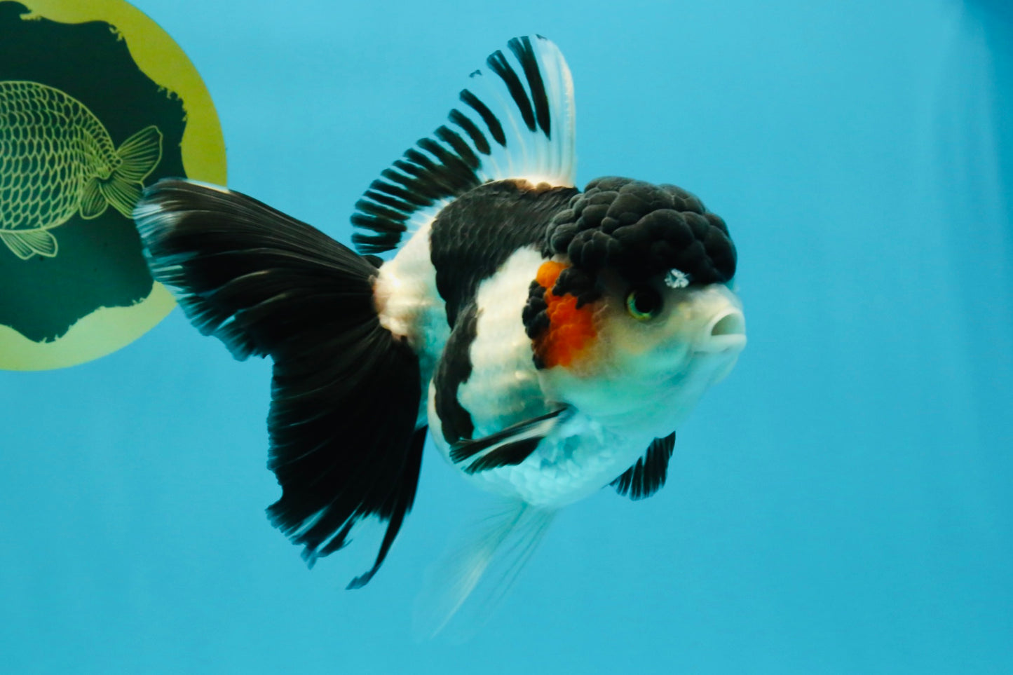 A Grade Tricolor Oranda Female 5.5 inches #022726OR_30