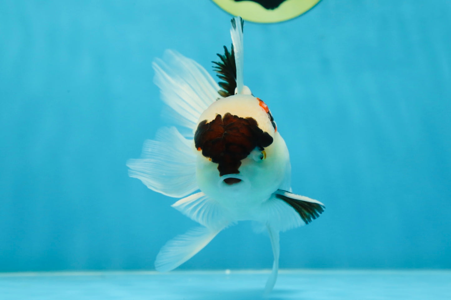 Tricolor Oranda Male 5 inches #052325OR_07