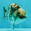A Grade Tiger Blue Base Ranchu Female 4.5 inches #081426RC_21