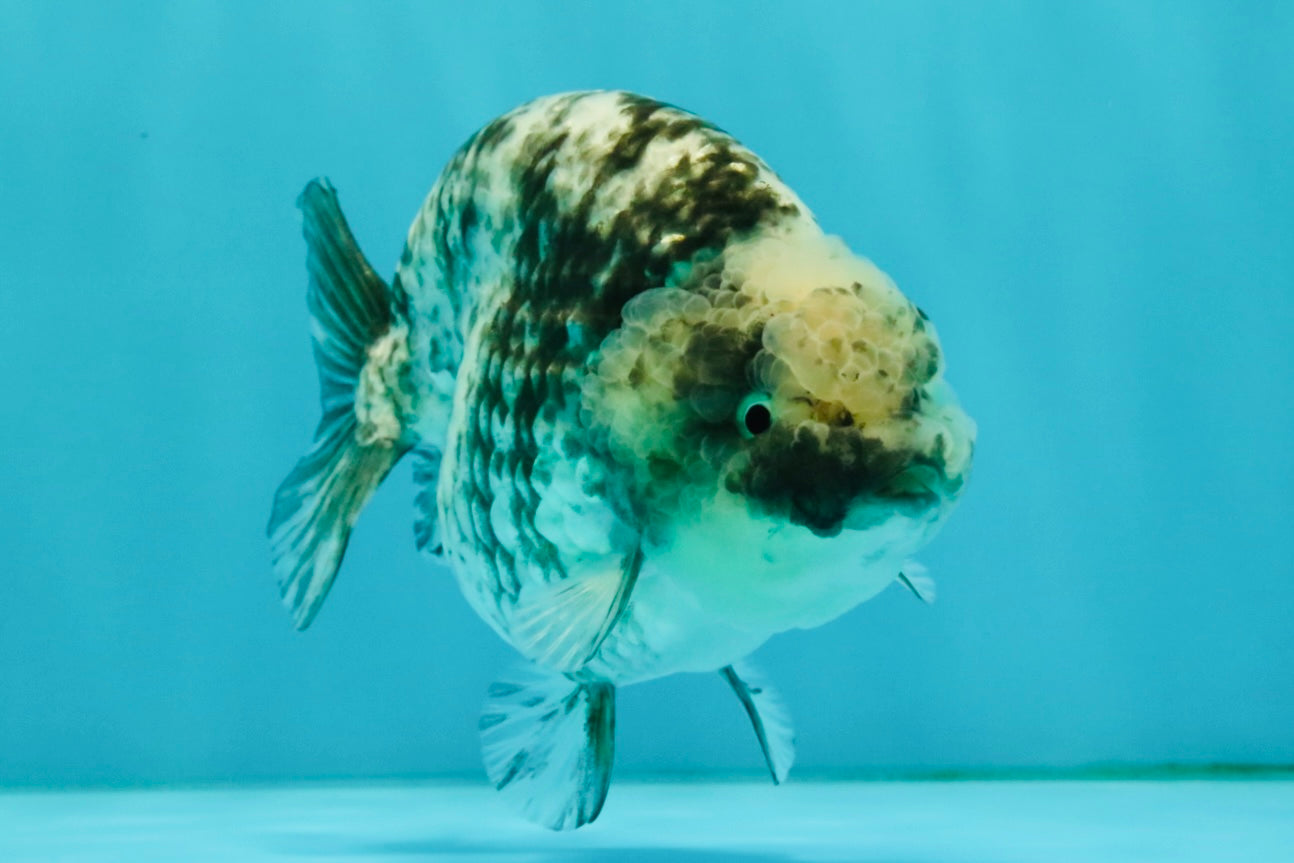 A Grade Tiger Blue Base Ranchu Female 4.5 inches #081426RC_21