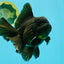 AAA Grade Godzilla Black Copper Oranda Male 7 inches #032026OR_01