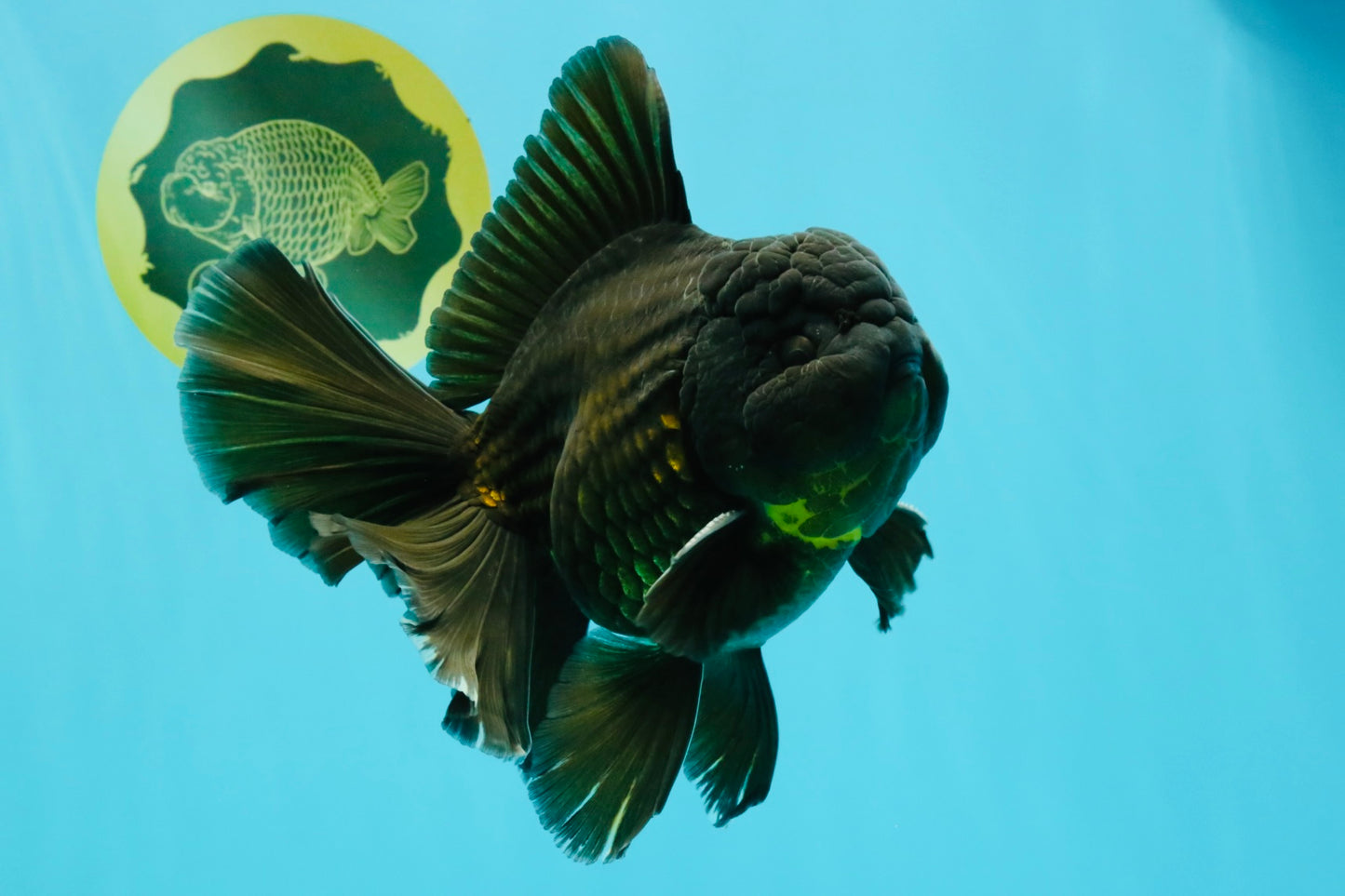 AAA Grade Godzilla Black Copper Oranda Male 7 inches #032026OR_01