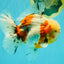 CHONKY AAA Grade Calico Oranda Male 6-6.5 inches #101626OR_21