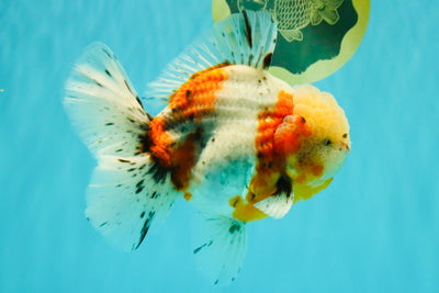 CHONKY AAA Grade Calico Oranda Male 6-6.5 inches #101626OR_21