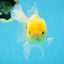 A Grade LIPSTICK Lemonhead Oranda Male 5-5.5  inches #082225OR_17