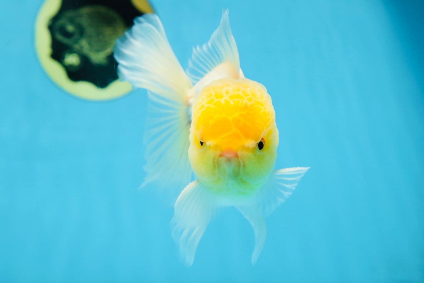 A Grade LIPSTICK Lemonhead Oranda Male 5-5.5  inches #082225OR_17